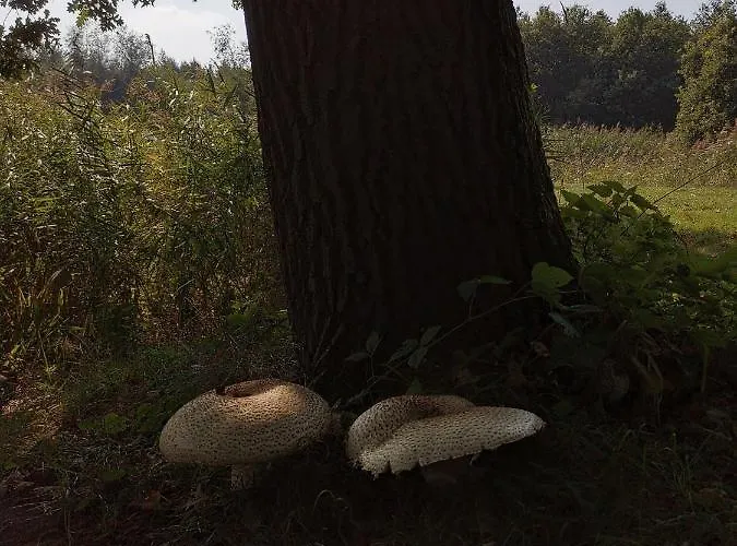 Apartman Blank - Arthouse